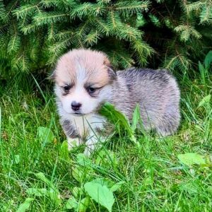 Valencia Welsh Corgi Valencia Welsh Corgi