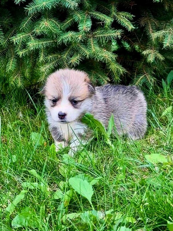 Valencia Welsh Corgi Valencia Welsh Corgi