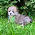 Valencia-female-Corgi-puppy-for-sale-3