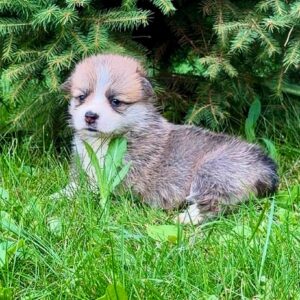 Valencia Welsh Corgi Valencia Welsh Corgi