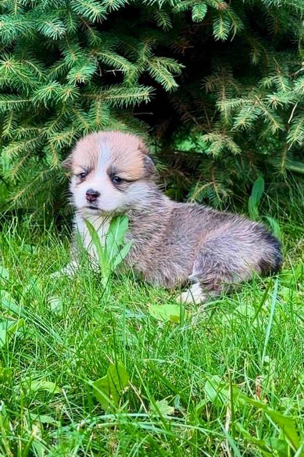 Valencia Welsh Corgi Valencia Welsh Corgi