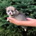 Velvet-female-Corgi-puppy-for-sale-1