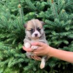 Velvet-female-Corgi-puppy-for-sale-2
