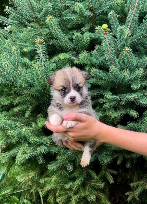 Velvet Welsh Corgi Velvet Welsh Corgi