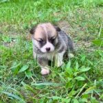 Velvet-female-Corgi-puppy-for-sale-3