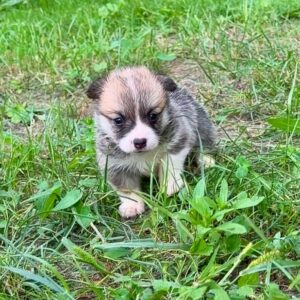 Velvet Welsh Corgi Velvet Welsh Corgi