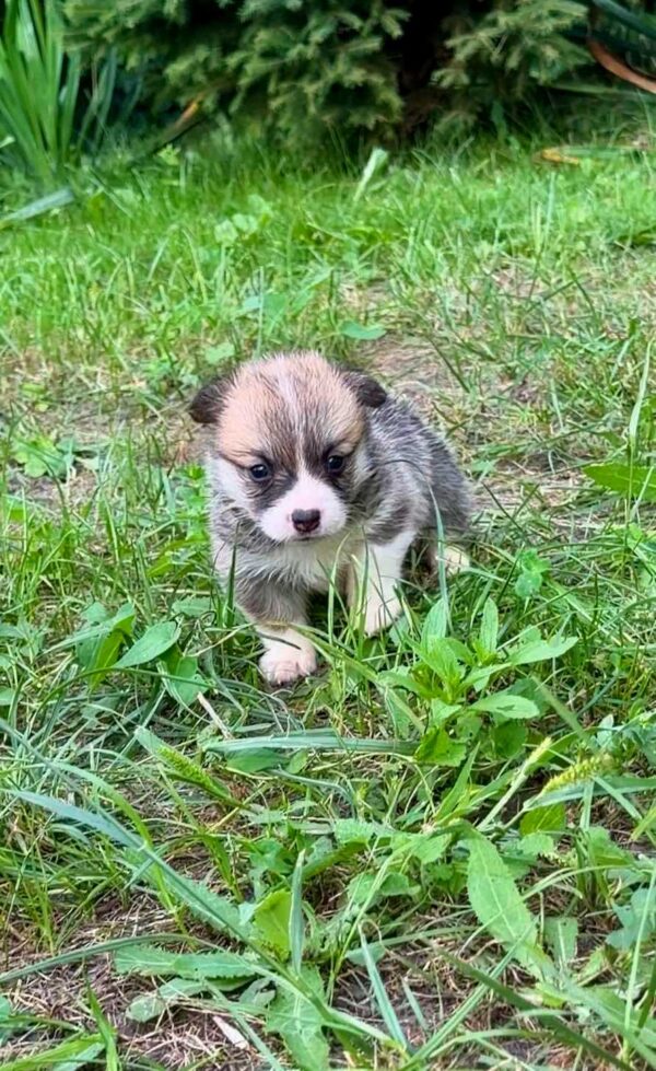 Velvet Welsh Corgi Velvet Welsh Corgi