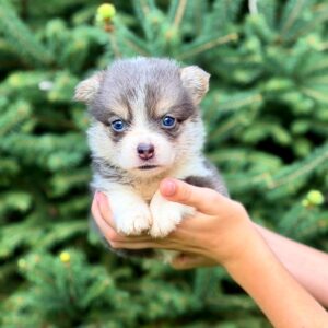 Verona Welsh Corgi Verona Welsh Corgi