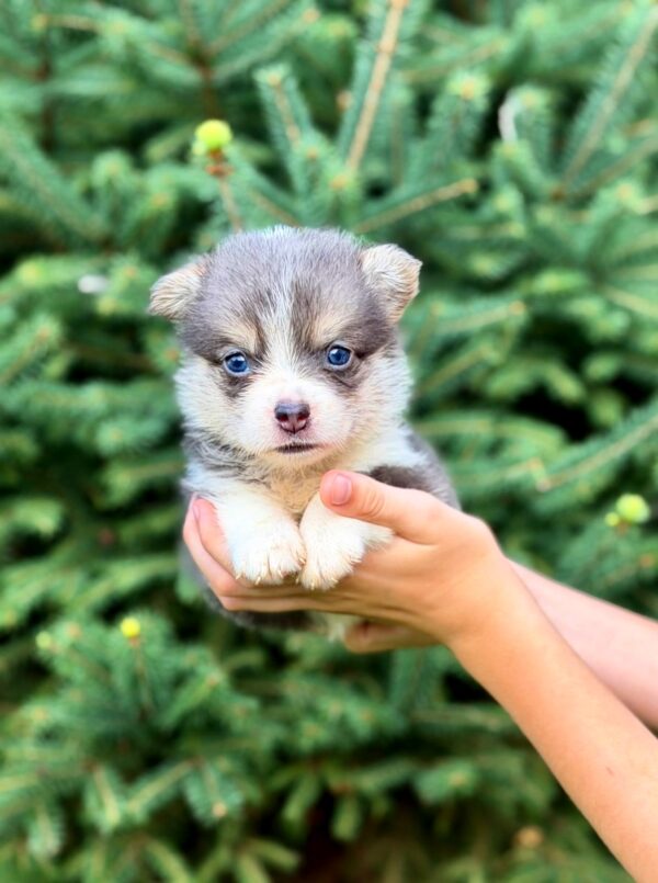 Verona Welsh Corgi Verona Welsh Corgi