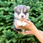 Verona-female-Corgi-puppy-for-sale-2