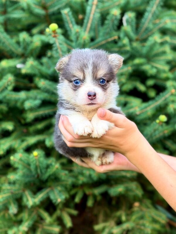 Verona Welsh Corgi Verona Welsh Corgi
