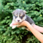 Verona-female-Corgi-puppy-for-sale-3