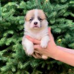 Vienna-female-Corgi-puppy-for-sale-1