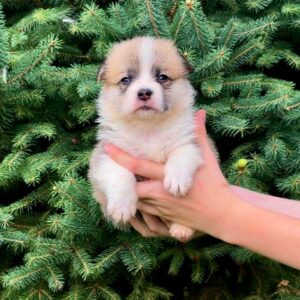 Vienna Welsh Corgi Vienna Welsh Corgi