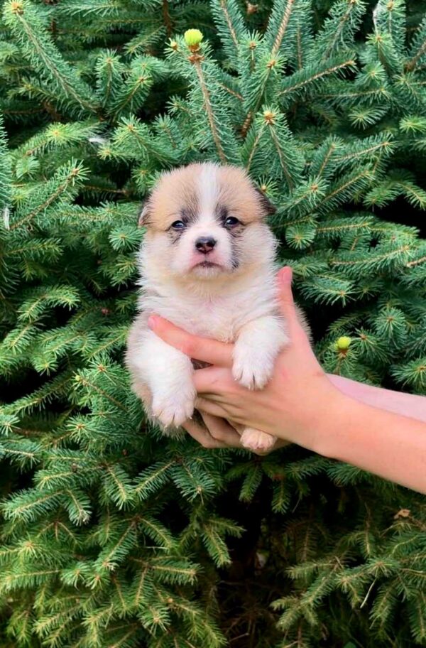 Vienna Welsh Corgi Vienna Welsh Corgi