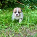 Vienna-female-Corgi-puppy-for-sale-2