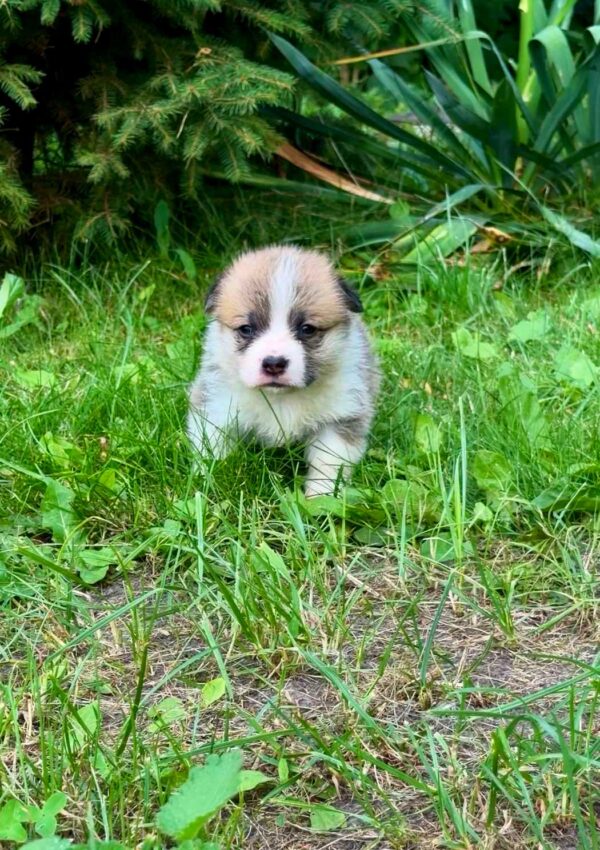 Vienna Welsh Corgi Vienna Welsh Corgi