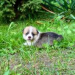 Vienna-female-Corgi-puppy-for-sale-3