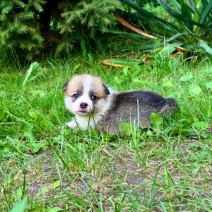 Vienna Welsh Corgi Vienna Welsh Corgi