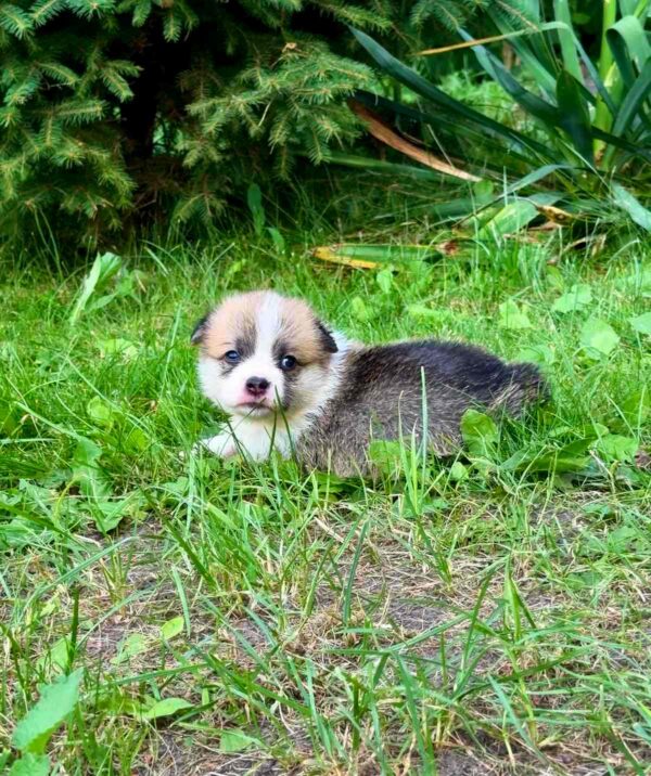 Vienna Welsh Corgi Vienna Welsh Corgi