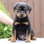 Vince-male-Rottweiler-puppy-for-sale-1