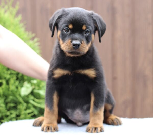 Vince Rottweiler Vince Rottweiler