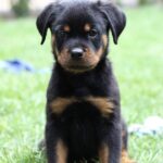 Vince-male-Rottweiler-puppy-for-sale-2