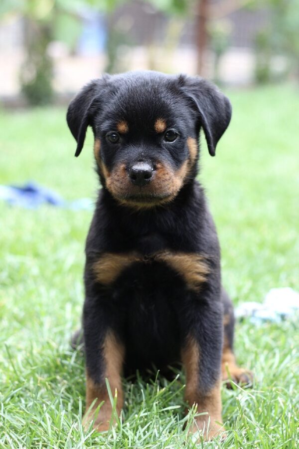 Vince Rottweiler Vince Rottweiler