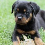 Vince-male-Rottweiler-puppy-for-sale-3