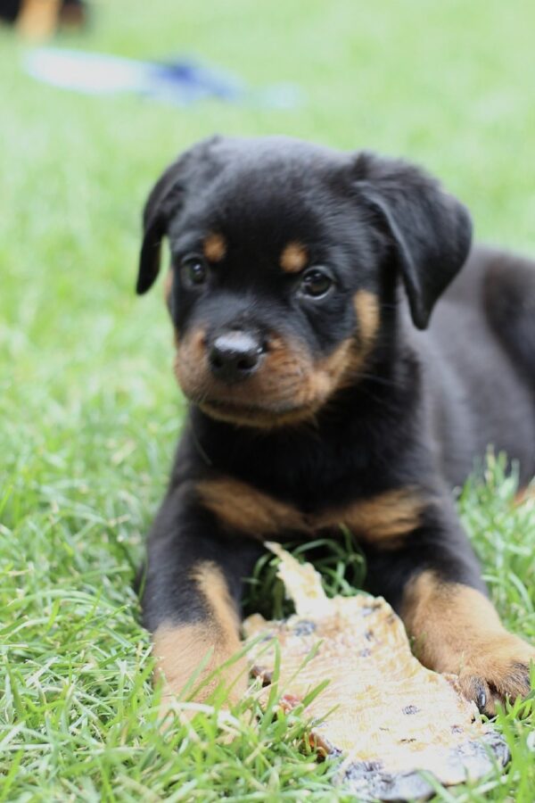 Vince Rottweiler Vince Rottweiler
