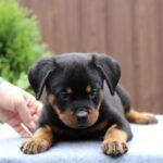 Vince-male-Rottweiler-puppy-for-sale-4