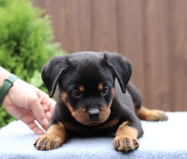 Vince Rottweiler Vince Rottweiler