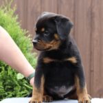 Vince-male-Rottweiler-puppy-for-sale-5