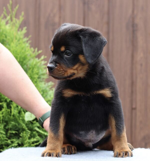 Vince Rottweiler Vince Rottweiler