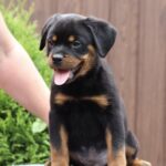 Vince-male-Rottweiler-puppy-for-sale-6