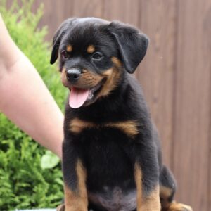 Vince Rottweiler Vince Rottweiler
