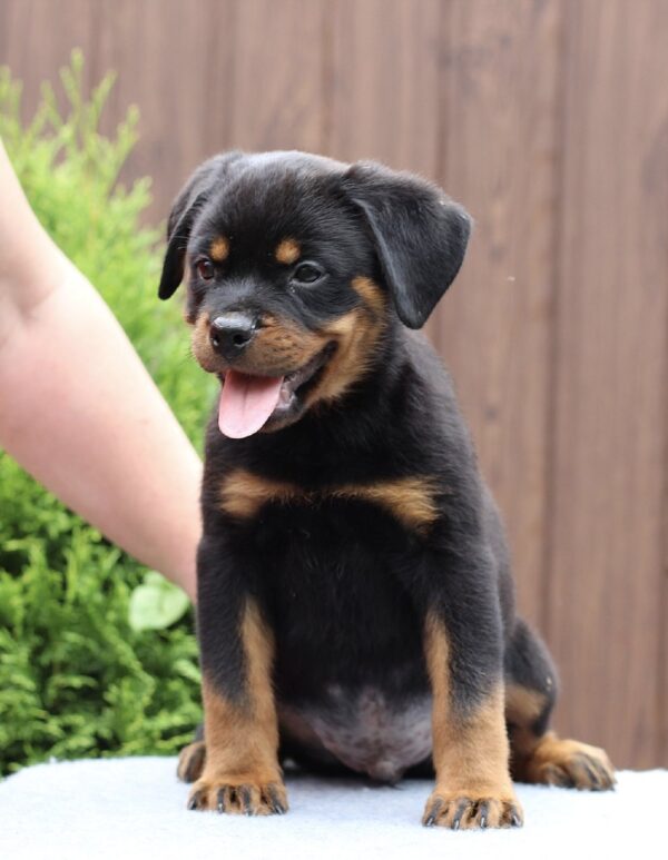 Vince Rottweiler Vince Rottweiler