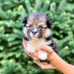 Vincent-male-Corgi-puppy-for-sale-1