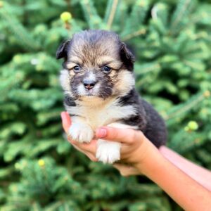 Vincent Welsh Corgi Vincent Welsh Corgi