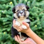 Vincent-male-Corgi-puppy-for-sale-3