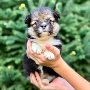 Vincent Welsh Corgi Vincent Welsh Corgi
