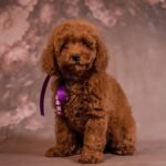 Viola-female-Poodle-puppy-for-sale-1