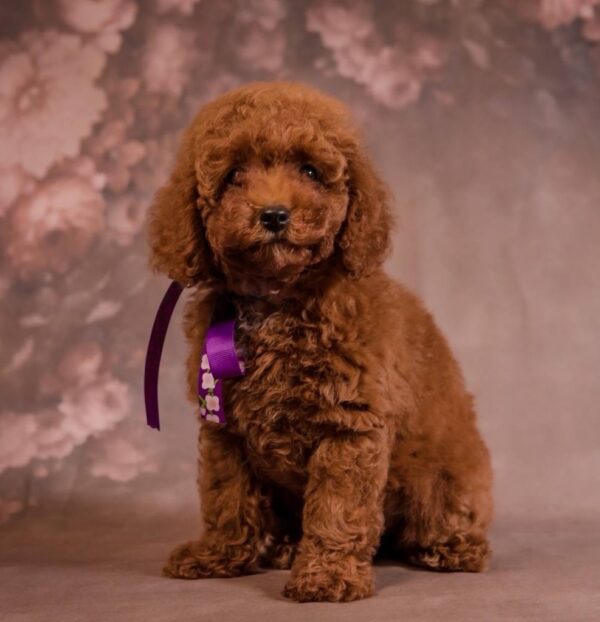 Viola Toy Poodle Viola Toy Poodle