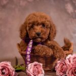 Viola-female-Poodle-puppy-for-sale-2