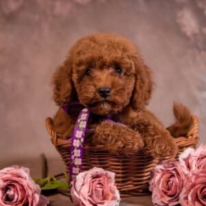 Viola Toy Poodle Viola Toy Poodle