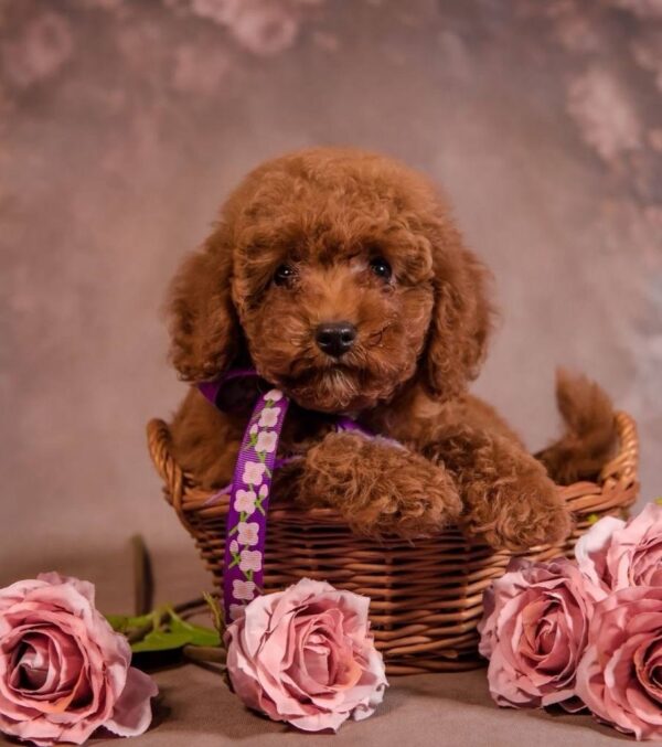 Viola Toy Poodle Viola Toy Poodle