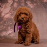 Viola-female-Poodle-puppy-for-sale-3