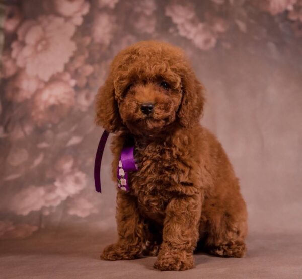 Viola Toy Poodle Viola Toy Poodle