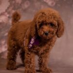 Viola-female-Poodle-puppy-for-sale-4