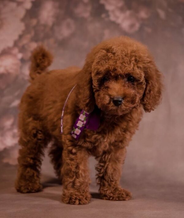 Viola Toy Poodle Viola Toy Poodle